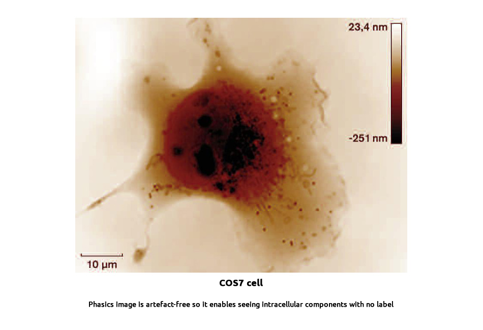 research-COS7cell