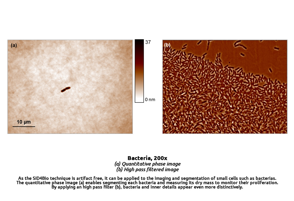 research-bacteria