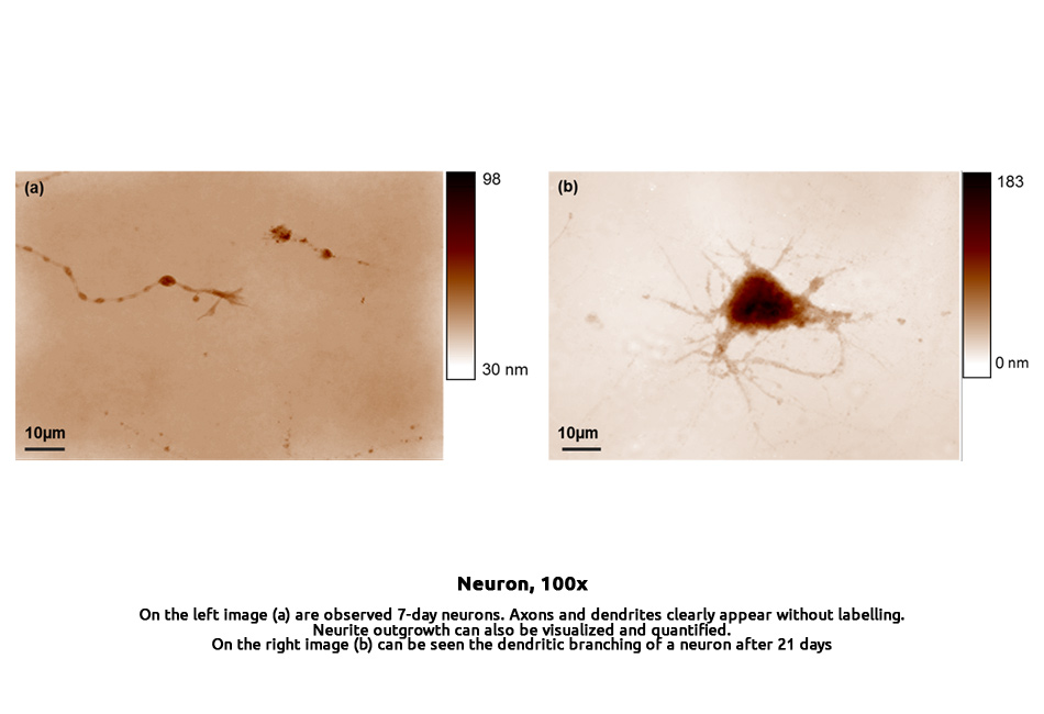 research-neuron