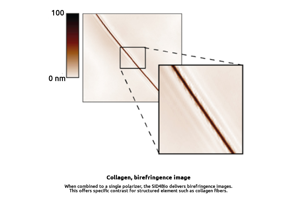 structure-observation-collagen
