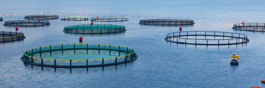 Solution for sustainable aquaculture